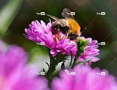 熊蜂 昆虫 花壁纸 翠菊 开花 美丽的花朵 关闭 授粉 野生动物
