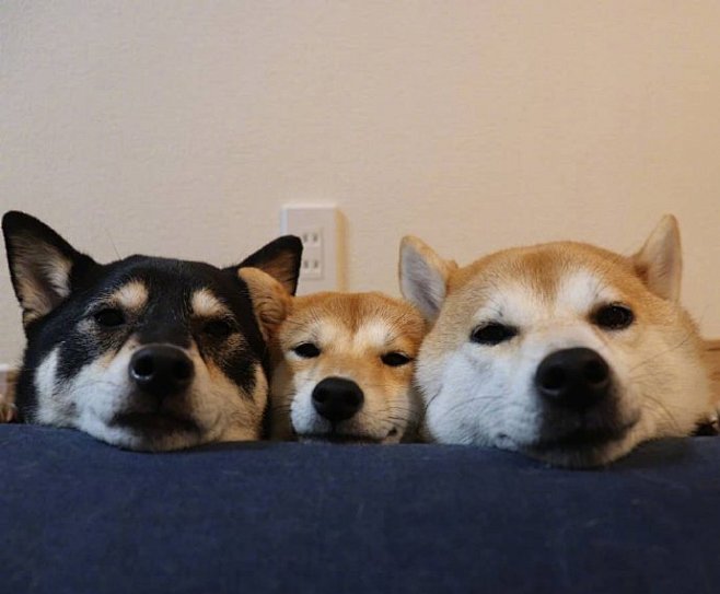 柴犬三兄弟。 ​​​​