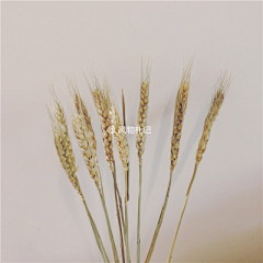 Yangzi-66采集到花艺