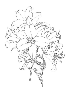 申小吴采集到插画-线稿