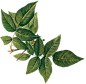 彩色手绘花朵动植物免扣png素材
