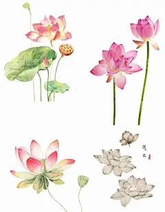 手绘荷花  - 源文件下载【酷图网】手绘荷花,荷花,荷叶,手绘荷叶,国潮荷花,古典荷花,古风荷花,中国风荷花,手绘古风荷花,荷花插画,荷叶插画,荷花荷叶插画,荷花素材,中国风,夏日素材,夏天,清廉荷花,免扣