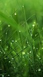 110219雨水落在春天的草地上。