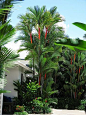 Tropical Plantas：热带花园