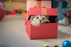 点击来源直接获取大图文件 |小猫在礼品盒里玩耍