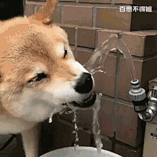 时尖年轮采集到搞笑GIF