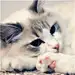 0猫灵0
