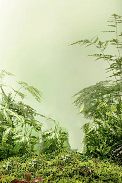 Anne＆采集到植物