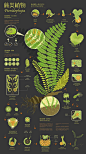 Infographic Design - Plants : These three information charts describe the morphological characteristics, growth and development of fern, gymnosperms and angiosperms, and their respective information.The plants in the chart show in the form of illustration