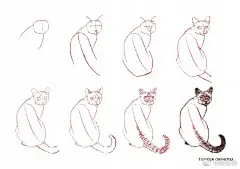 猫的画法，非常棒的国外手绘教程，不来收藏吗？（年轻人，怕爆肝吗？不怕就戳这里→：°欲学此课，必先成魔！九关过，业可成！） #插画#  #轻微课# ​​​​
