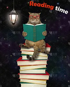 猫坐在一堆书上看书