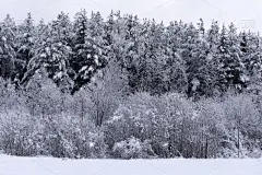雪,杉树,星形,背景,贺卡,美术工艺,边框,一月,灰色