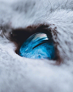 -RUILAV-采集到猫眼