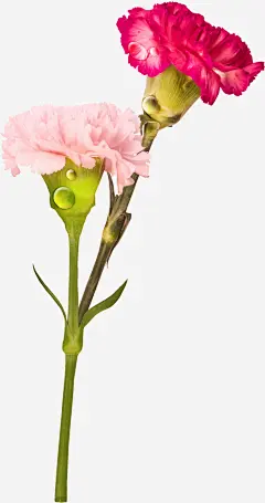 手绘卡通装饰花草装饰海报高清素材 包装设计 小清新包装 康乃馨 花朵 花朵装饰 花瓣装饰 花草设计 贺卡设计 平面广告 设计图片 免费下载