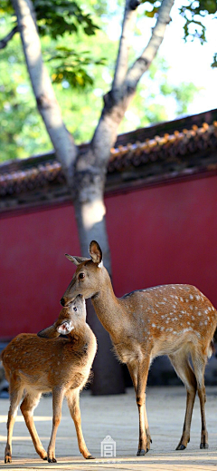 ⒈抹清溪采集到江旷春潮白—遇见