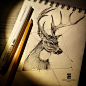 #deer #sketch, psdelux ... : www.instagram.com/psdelux/ 
www.facebook.com/psdelux