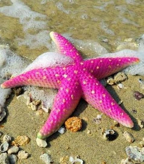 Hot Pink #Starfish #...