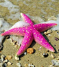 Hot Pink #Starfish #EtoiledeMer