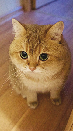 Tr不完美小孩采集到猫