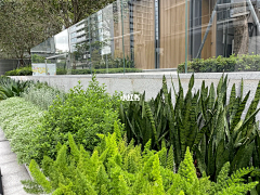 吴国庆采集到花镜植物