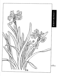 工笔画线描百花画谱(秋冬篇)——夜来香1ddm——采集到国画工笔画采