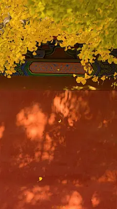 十一月，秋安客心，暖照君意。
紫禁城。手机壁纸。 #秋意浓浓# ​​​​