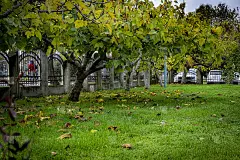 在Pendik海滩清真寺花园，无花果树的叶子随着秋天的到来而凋落。Pendik,İstanbul