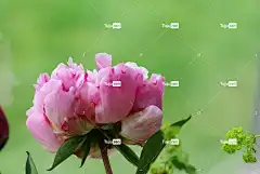 牡丹 花壁纸 美丽的花朵 花卉 花卉背景 太阳 性质