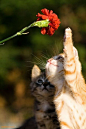 猫猫狗狗也爱花