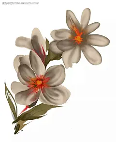 白色水彩木兰花PSD|PSD分层素材|PSD素材|插画|插图|花边|花边素材|花纹|花纹素材|绘画|卡通|漫画|手绘|水彩|纹饰|线描