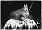 winter blonde albino fog north northern forest deer moon folk