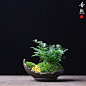 苔藓盆景文竹绿植盆栽禅意中式日式山水桌面礼品花卉微-淘宝网