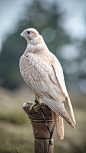 falcon ​​​​
