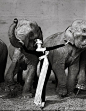 一张全世界最昂贵的时尚大片：朵薇玛女神与大象！！1955年的经典大片，被Dior以841，000欧元的价格拍下。成为历史上最贵的摄影作品之一。 ​​​​
