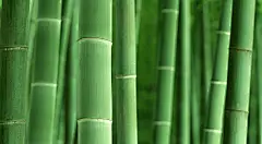 ID-927347-绿竹壁纸高清大图