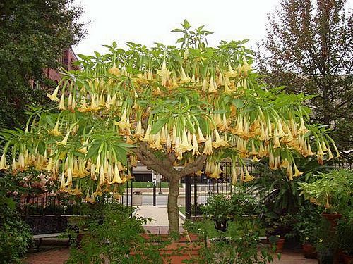 BRUGMANSIA AUREA: 