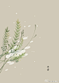 #365天生日花# 2月4日 生日花：羊齿（Goldylocks Fern），花语：认真（Honest） ​​​​