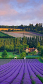 在肖勒姆，肯特堡农场薰衣草丰收，英格兰的奈吉尔莫尔顿
Castle Farm lavender harvest in Shoreham, Kent, England by Nigel Morton #国外# #美景#