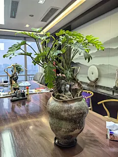 澳洲杉