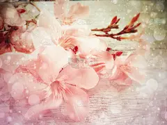 春天的花朵模糊了散景的复古色调