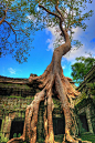 [] 海外旅行家“树妖”。塔普伦寺，吴哥，柬埔寨来自:新浪微博9 摘录3 喜欢0 评论