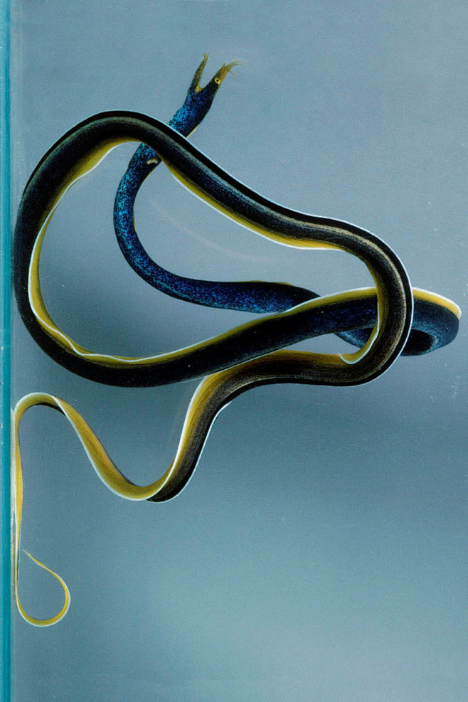 鳗鲡目海鳝科黑丝带鳗