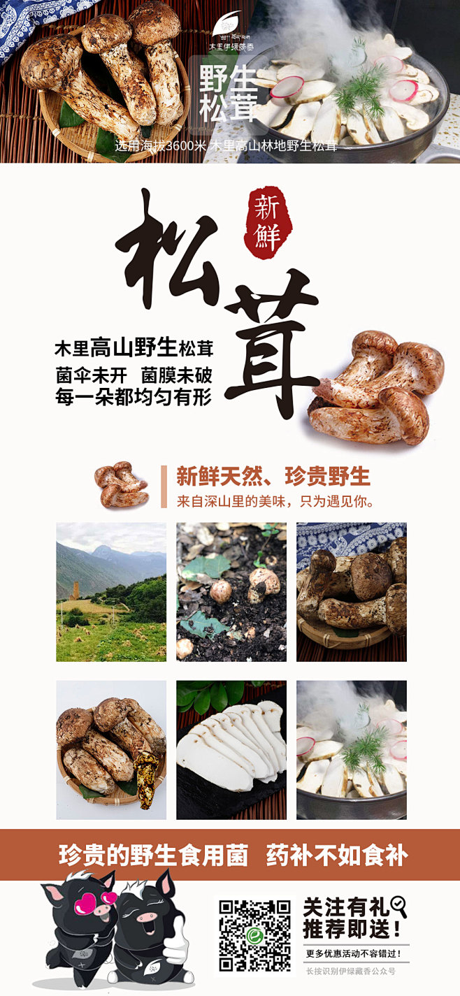 松茸海报