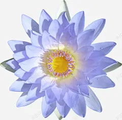 蓝色花朵高清素材 设计图片 免费下载 页面网页 平面电商 创意素材 png素材