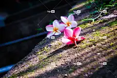 阿拉利亚 美丽的花朵 花卉背景 姜黄色百合花 花壁纸 自然 花