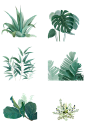 绘画绿色植物草丛矢量图png