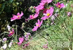 北京北宫森林公园踏青节开幕(图)