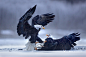 Eagle Fight by Matthew Studebaker