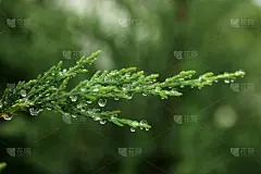 松树,水,新的,枝繁叶茂,新年,泡泡,雨,松科,常绿树