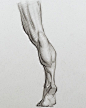 Here’s one of the upcoming assignment drawings for the calves. Watch the anatomy lesson at proko.com/333 #drawing #legs